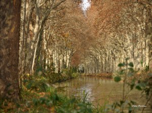 Le Canal du Midi et sa parure d'Ambre