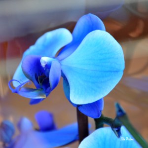 "Orchidée bleu"